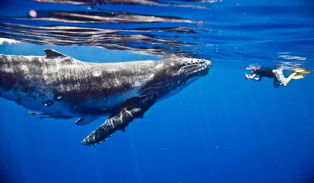 Someone swimming underwater next to a humpback whale.