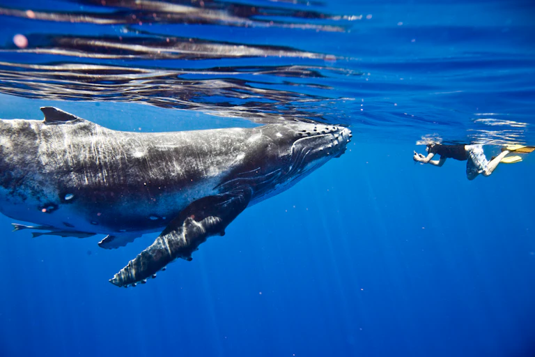 Someone swimming underwater next to a humpback whale.