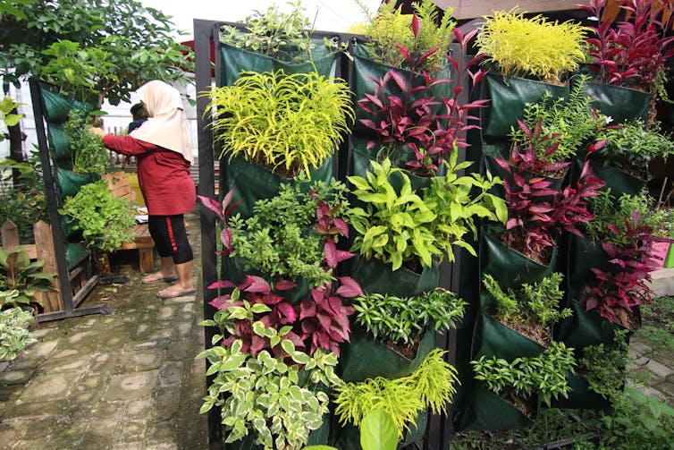Seorang ibu melihat pot tanaman gantung.