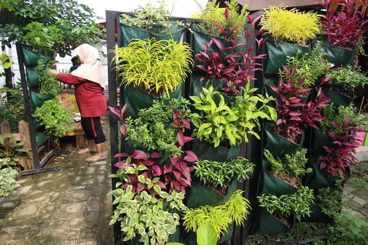 Seorang ibu melihat pot tanaman gantung.