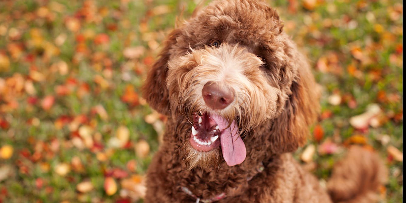 Betsy Trotwood race Jeg accepterer det New research finds Australian Labradoodles are more 'Poodle' than 'Lab'.  Here's what that tells us about breeds
