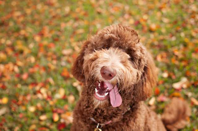Brown labradoodle with its tongue out