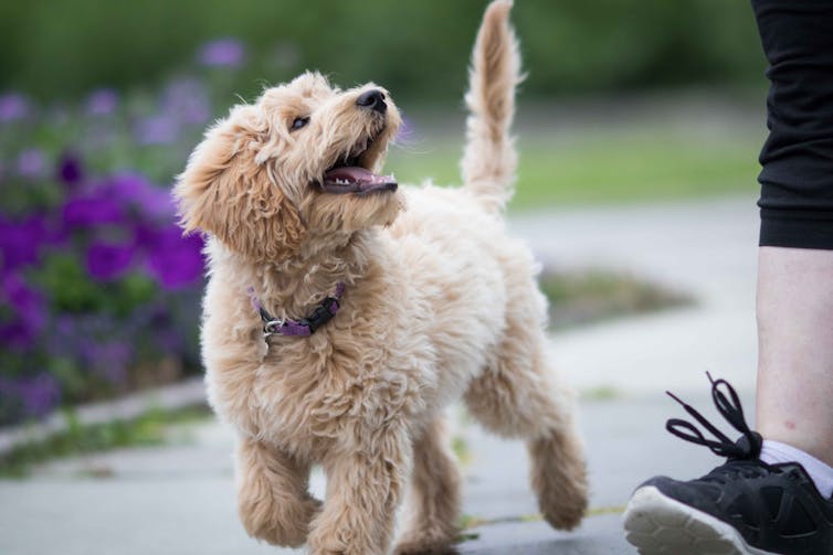 A white labradoodle puppy looks up at owner