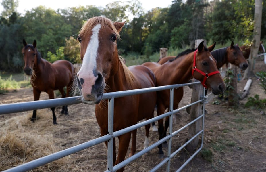 Chevaux dans un enclos