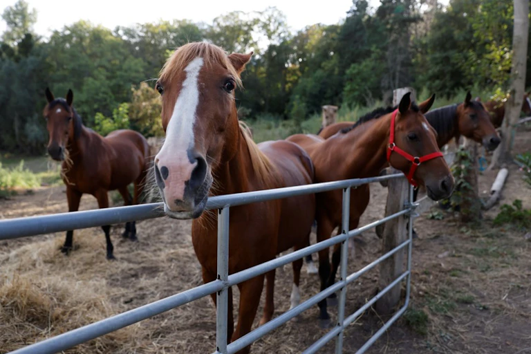 Chevaux dans un enclos