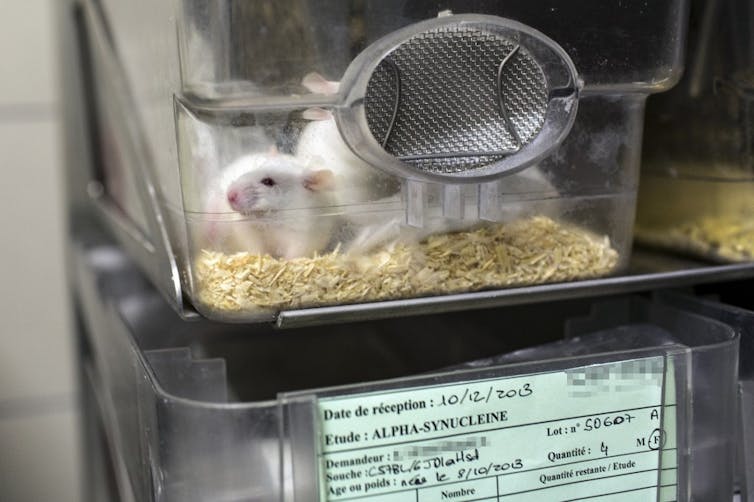 Souris de laboratoires