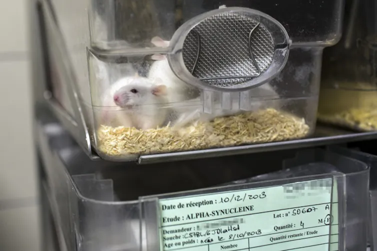 Souris de laboratoires