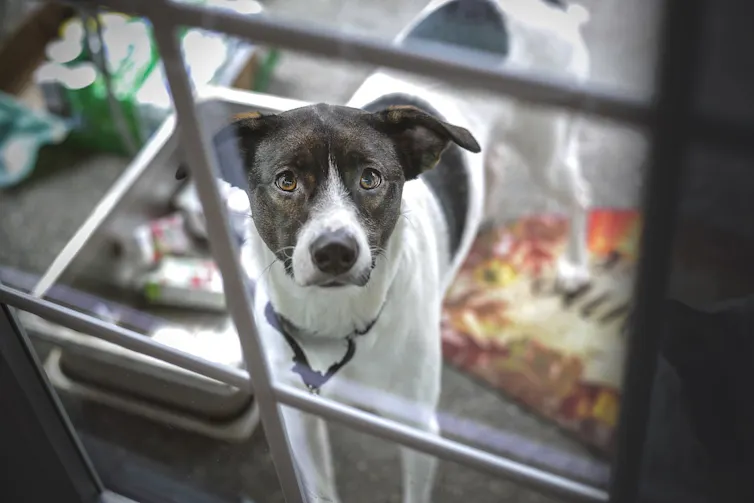 Chien triste derrière une cage