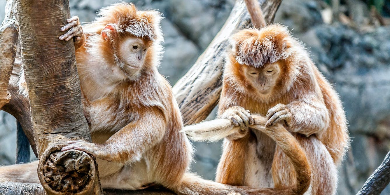 More than half of all apes, monkeys and other primates at risk of
