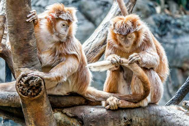 Primates are facing an impending extinction crisis - but we know very  little about what will actually protect them