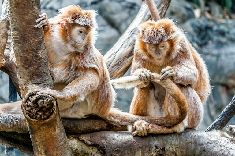 Two primates sitting in a tree.