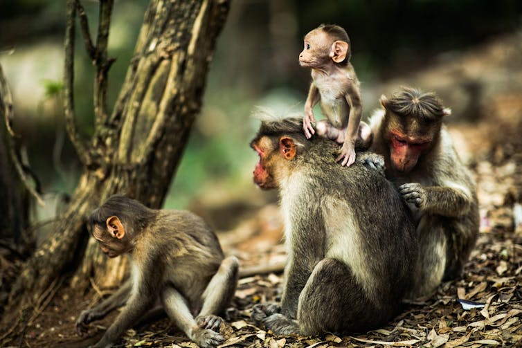 Group of primates in forest.