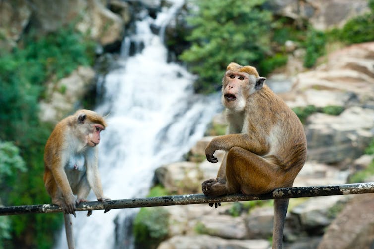 Primates sitting on tree branch in front of river.