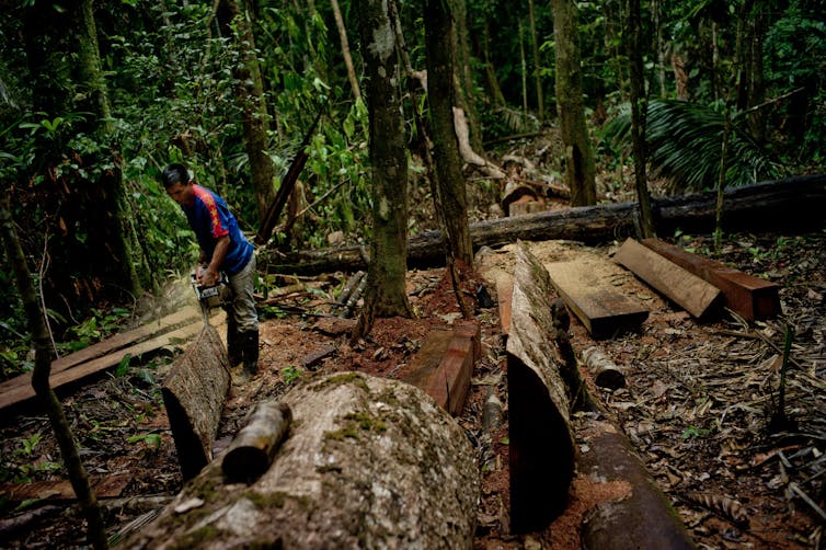 A man chainsaws a tree trunk in Amazon rainforest