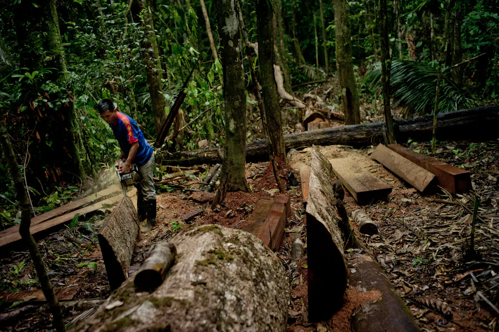 Habitat Fragmentation In The Amazon Rainforest at Jennifer Johansen blog