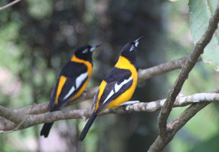 Pair of Venezuelan troupials