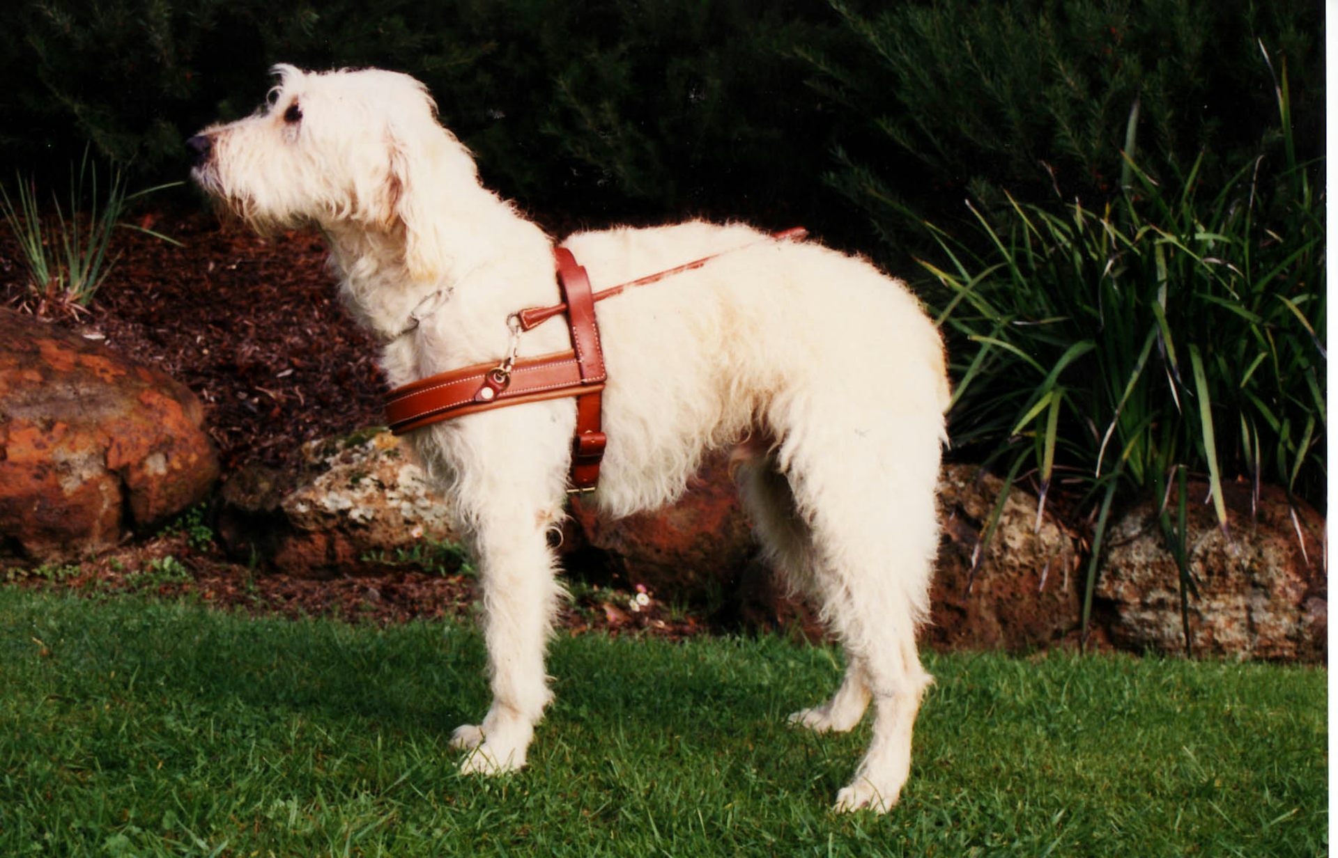 labradoodle mating