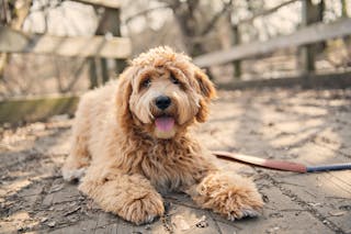 Jasnobrązowy labradoodle patrzy w kamerę