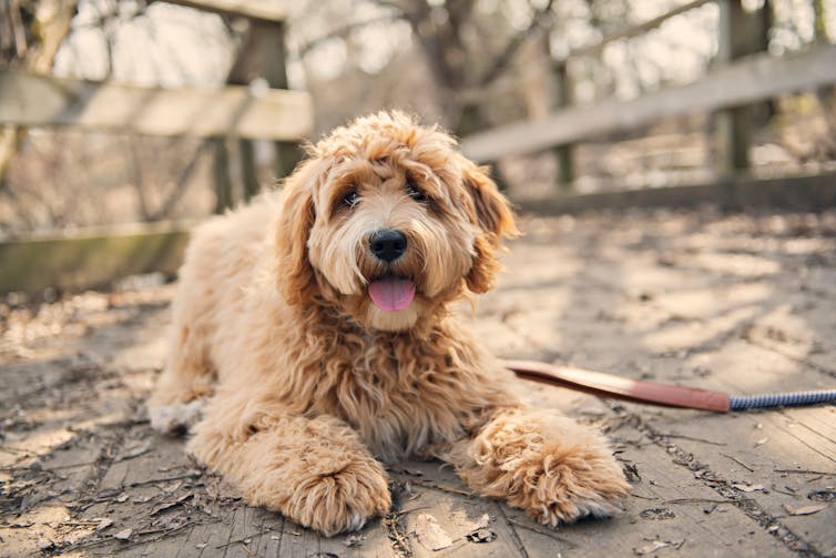 A light brown labradoodle looks at the camera