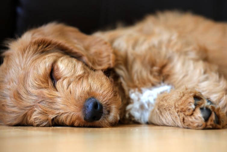 A sleeping Labradoodle pup