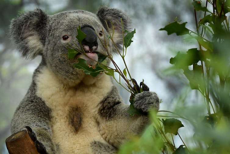 A koala in a tree