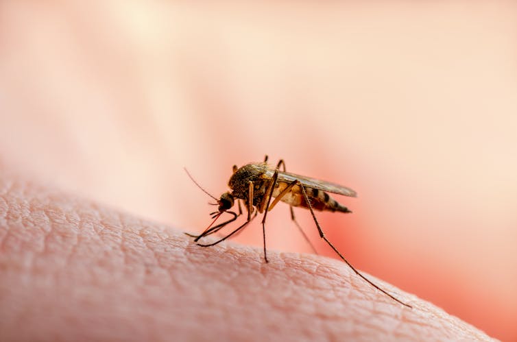 Close-up of a mosquito on somebody's skin.