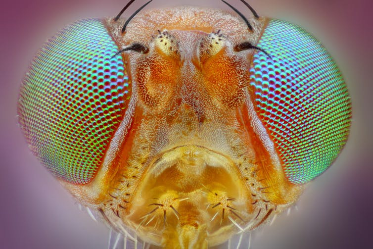 Close up of an insect's compound eyes