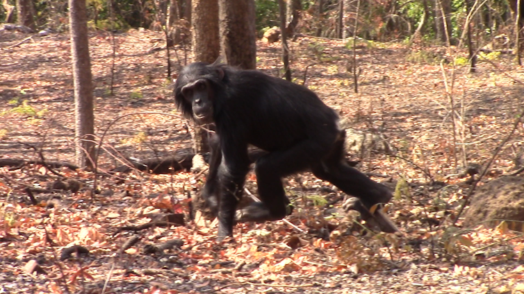 A chimpanzee looking at the camera while walking through a forest clearing.