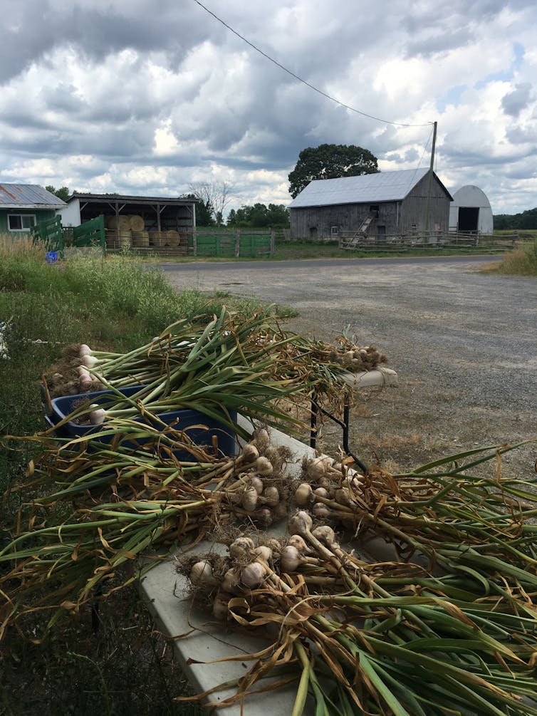 A pile of garlic by a road.