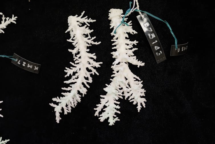 Two white branches of coral