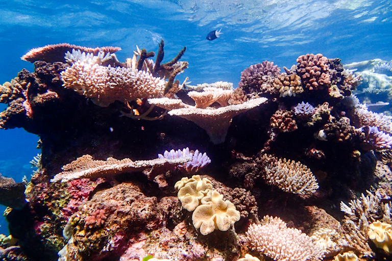 Colourful coral