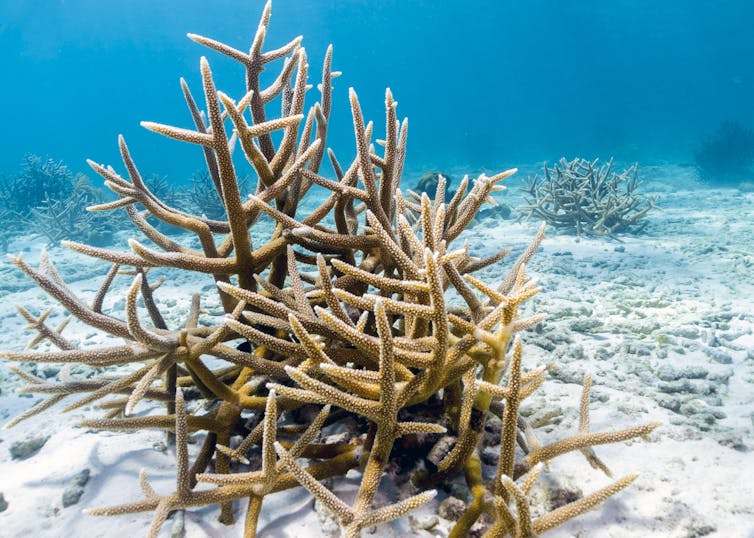 Staghorn coral on white sand.