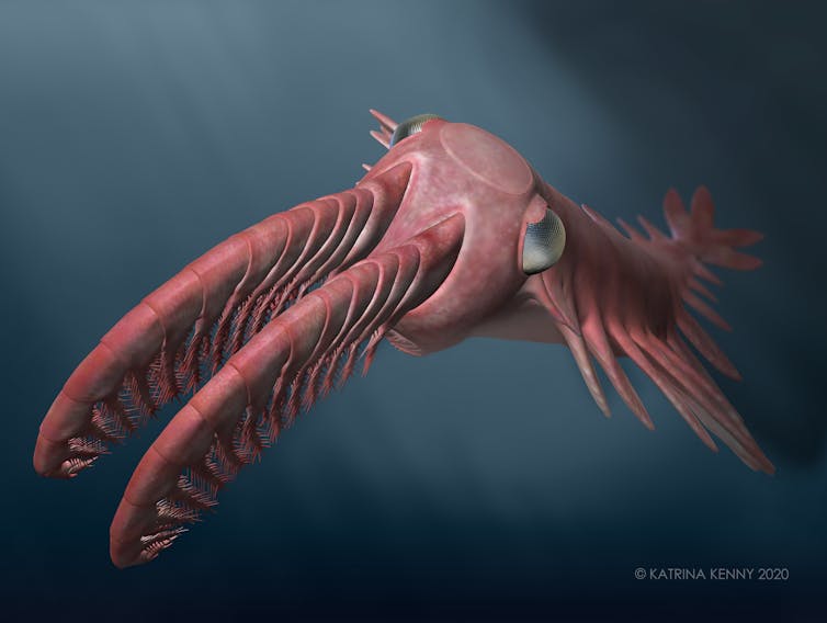 Reconstruction by an artist of '_Anomalocaris_' _briggsi_.