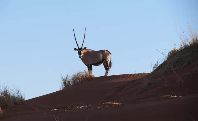 An oryx stands on a sandy hillside