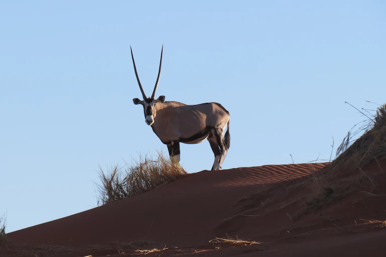 An oryx stands on a sandy hillside
