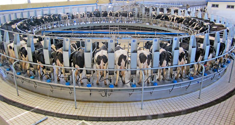 Cows in a large circular robotic milking machine