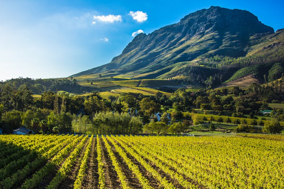 A vineyard nestled at the base of a mountain.