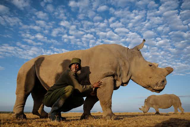 A park ranger crouches next to a rhino