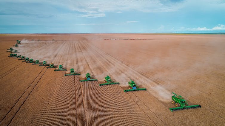 Combine harvesters drive through a huge flat field.