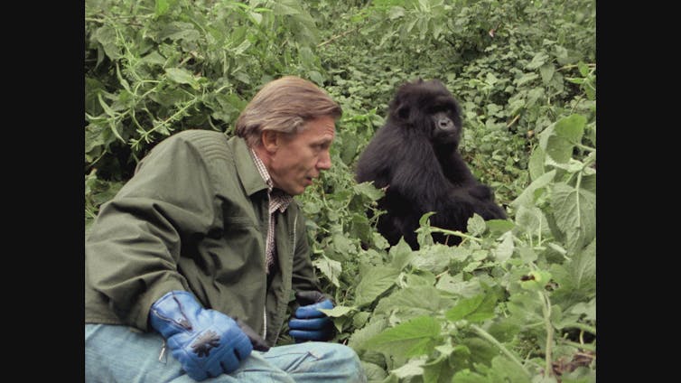 Man hangs out with gorilla.