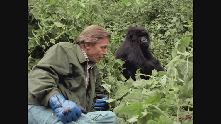 Man hangs out with gorilla.