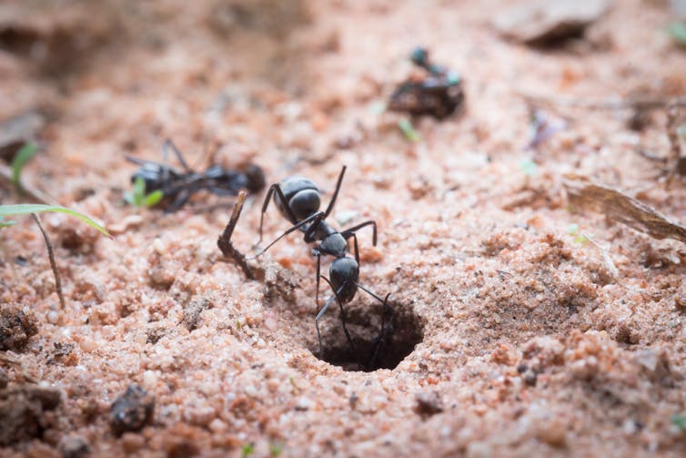 An ant climbs down a hole in sandy soil