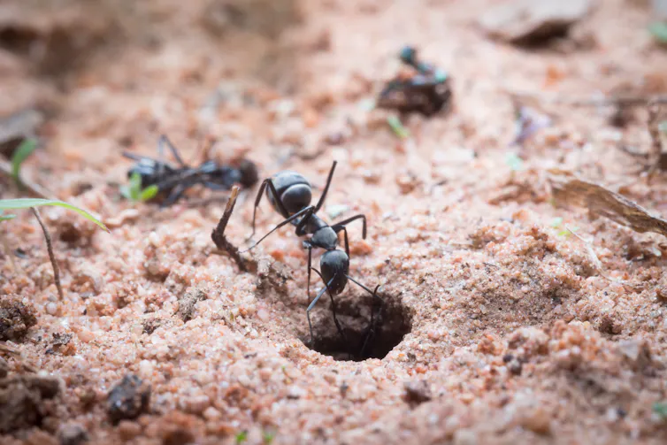 An ant climbs down a hole in sandy soil