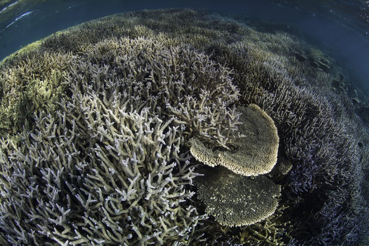 Staghorn coral