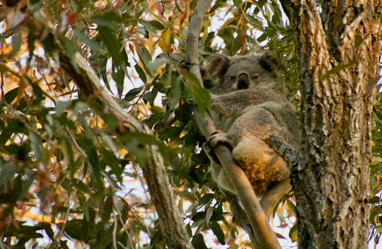 A koala clinging to a tree branch