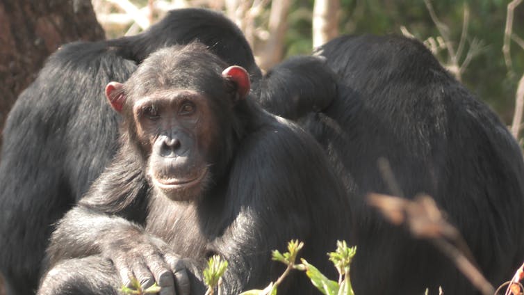 A chimpanzee sitting with arms crossed is surrounded by other chimpanzees with their backs turned.
