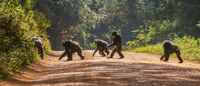 A group of chimpanzees cross a dirt roads in a tropical forest.