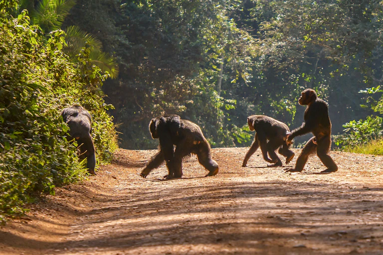 A group of chimpanzees cross a dirt roads in a tropical forest.