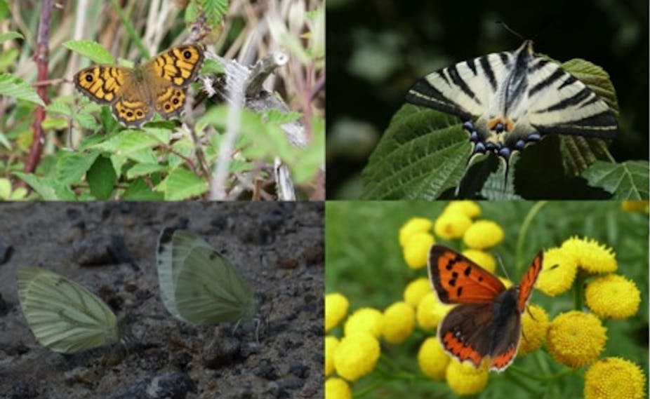 Comment Observe T On La Biodiversite En Milieu Agricole Comment Observe T On La Biodiversite En Milieu Agricole