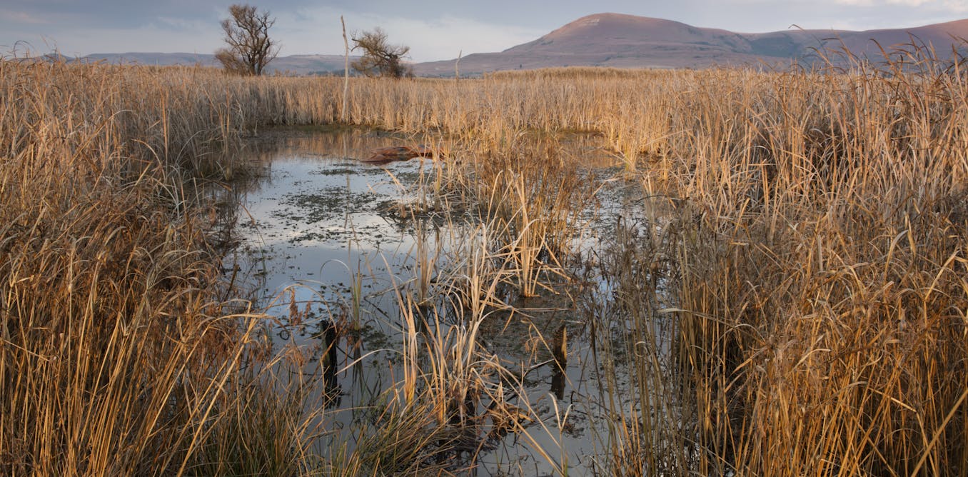 A keen eye on facts saved this biodiverse wetland for now: threats to be aware of - The Conversation Africa